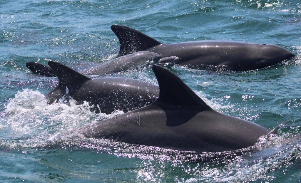 805494_Day-Trip-Watamu-Marine-park-Sudi-island-8-1024x623