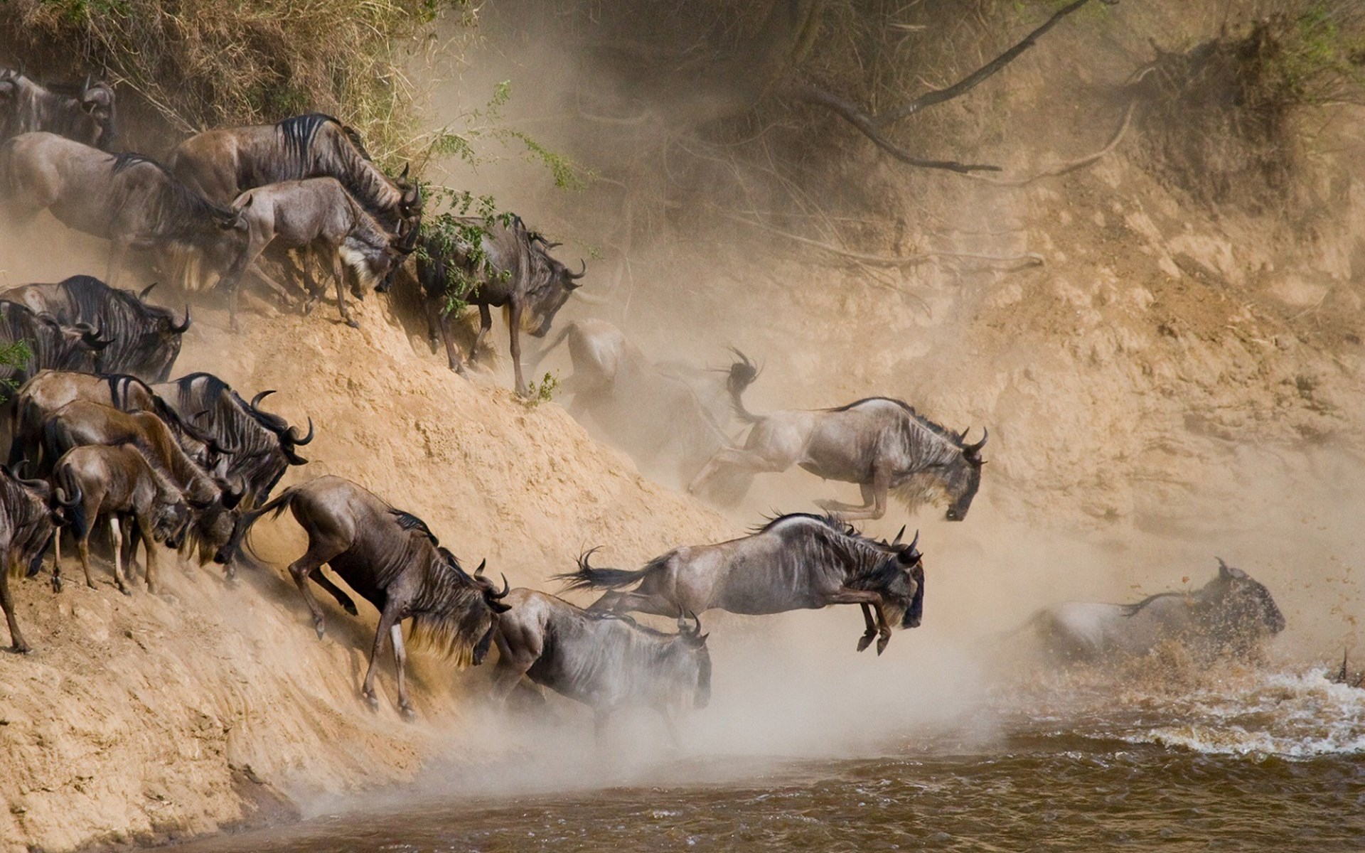 844181_Wildebeest-Migration