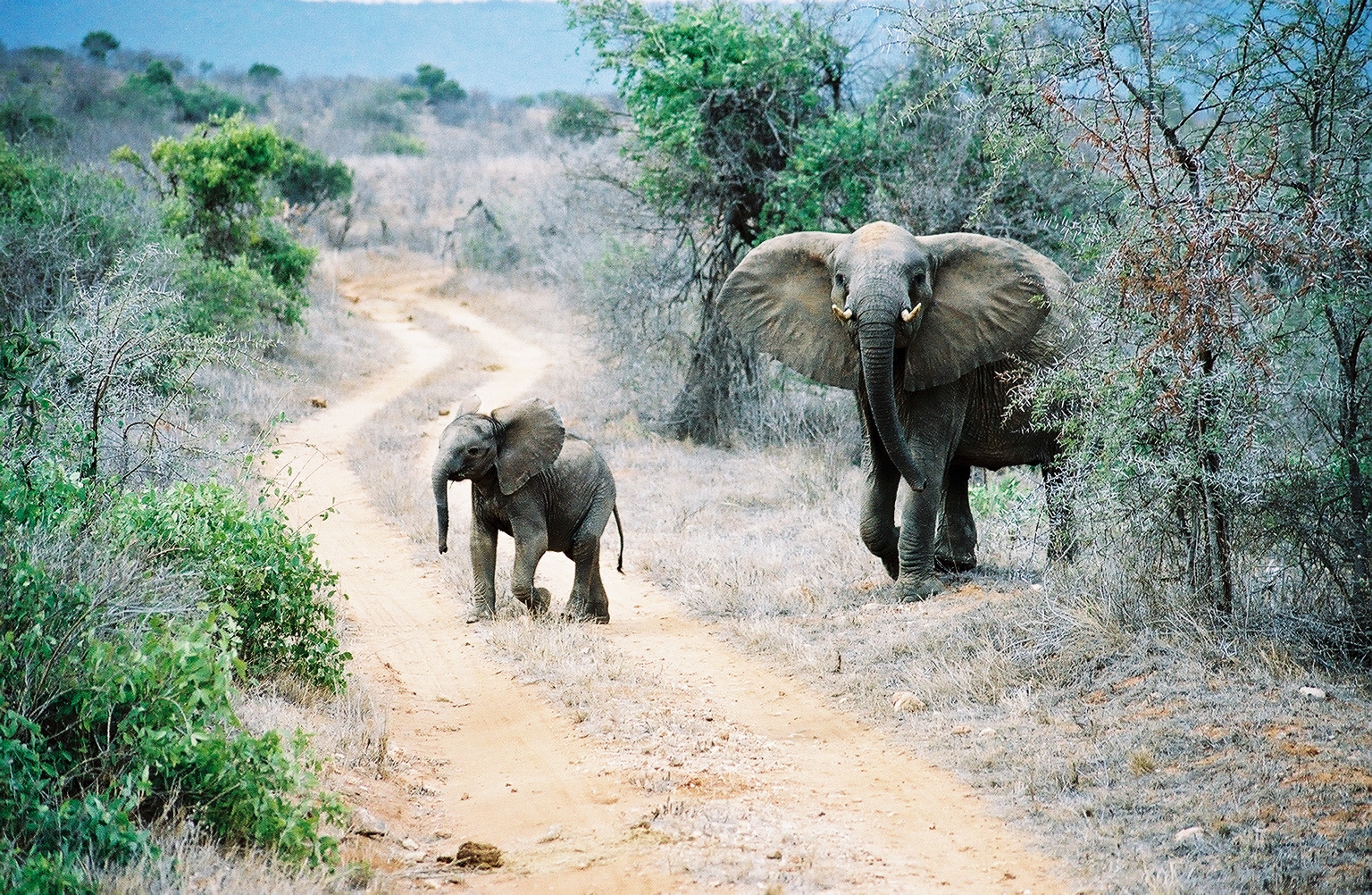 ElephantsInTsavo