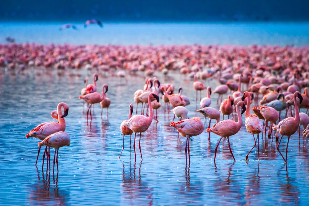 Lake Nakuru National Park flamingos in lake