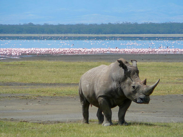 Lake-Nakuru-National-Park2-1