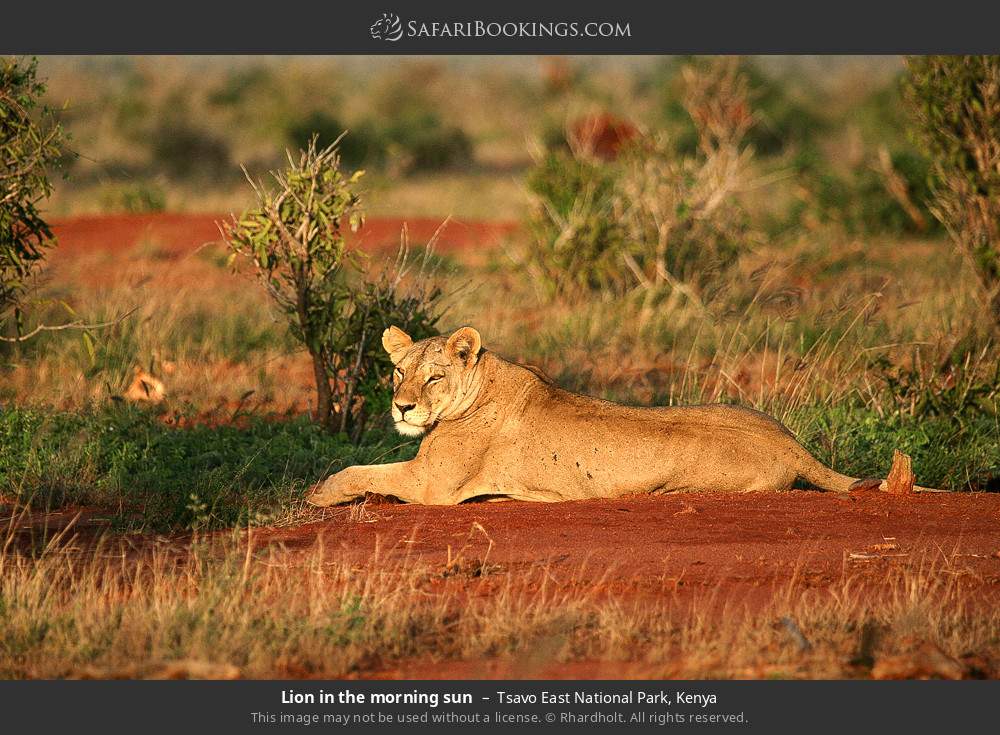 Tsavo_East_National_Park_006