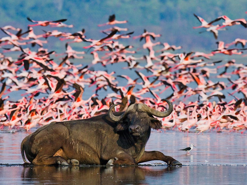 featured-Lake-Nakuru-NP_F