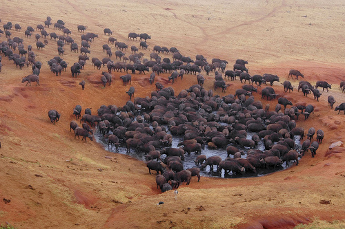 waterhole-in-tsavo-national-park-kenia