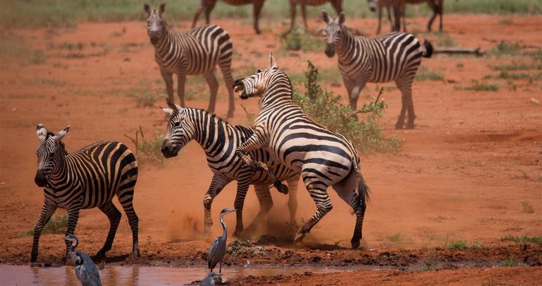 zebras-fighting-tsavo-national-park-kenya-jpg_-_767w